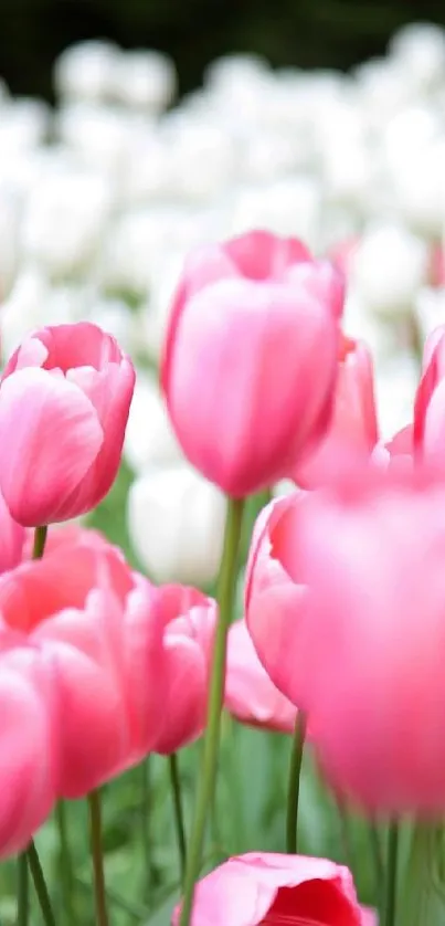 Close-up of pink and white tulips in bloom.