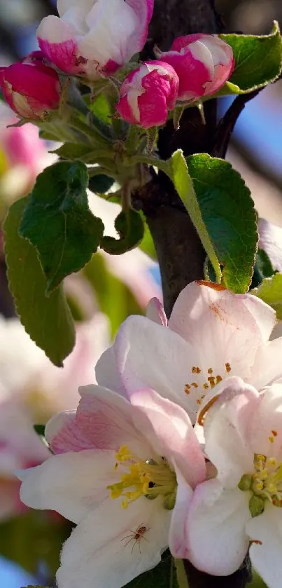 Apple blossoms with green leaves under a clear blue sky.