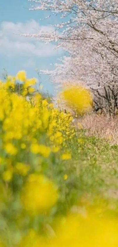 Spring path with yellow flowers and blooming trees.