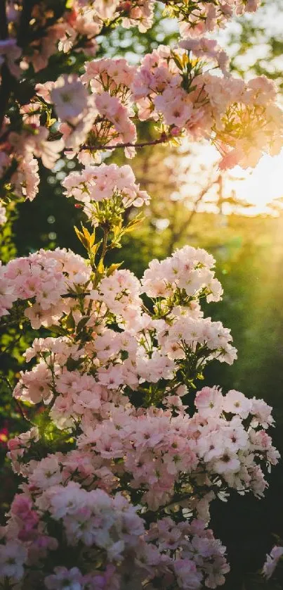 Pink flowers in sunlight creating a serene spring landscape.