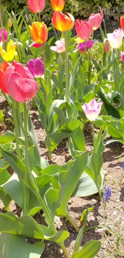 Colorful tulips in a sunny blooming garden.