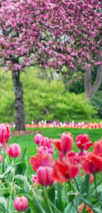 Blooming tulips and cherry blossoms in a spring garden.