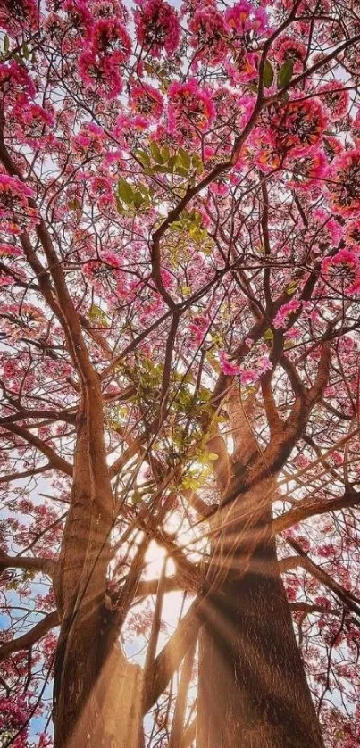 Sunlit cherry blossom tree with blue sky.