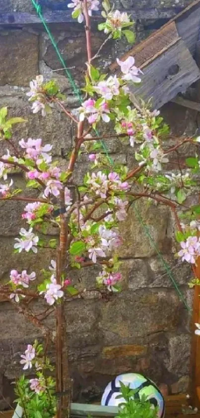 Mobile wallpaper of a blooming tree against a rustic stone wall.