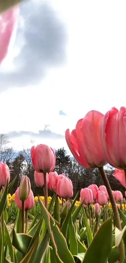 Blooming pink tulips in a sunny field under a bright sky.