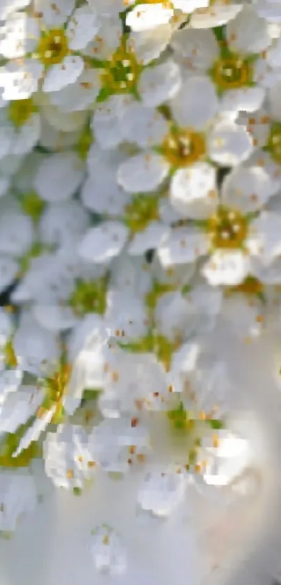 White flowers close-up mobile wallpaper with a natural ambiance.