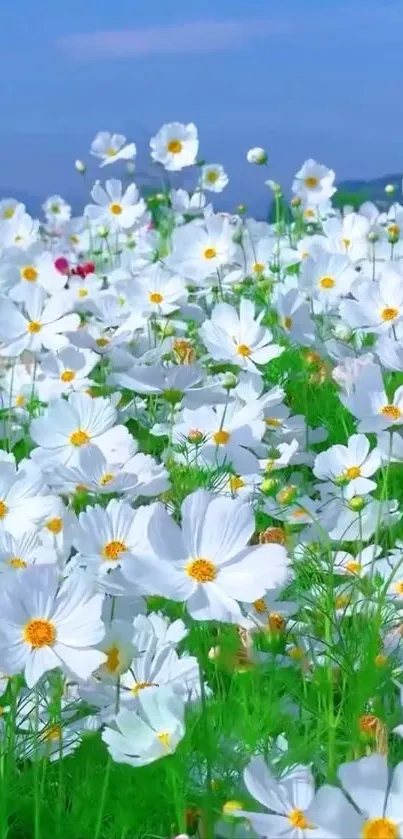 Serene white flower field under a blue sky, perfect for a mobile wallpaper.