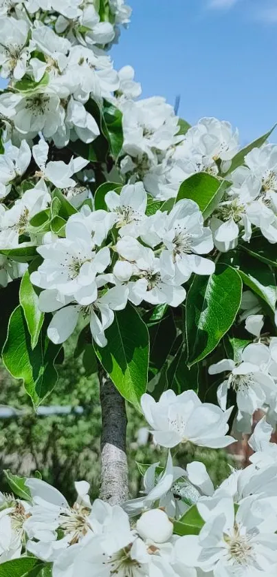 White blossoms and green leaves mobile wallpaper.