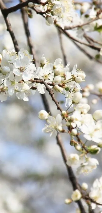 White spring blossoms on tree branches.