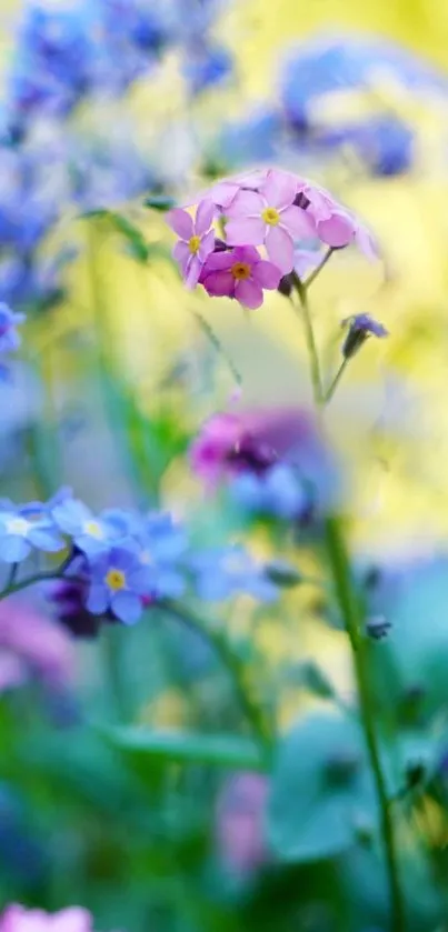 Colorful wildflowers in a field, featuring pink and blue blooms.