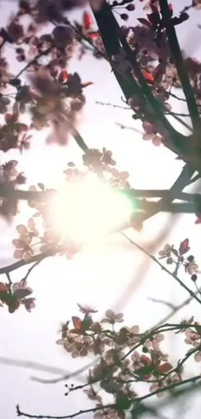 Cherry blossoms with sunlight casting through branches, creating a tranquil scene.