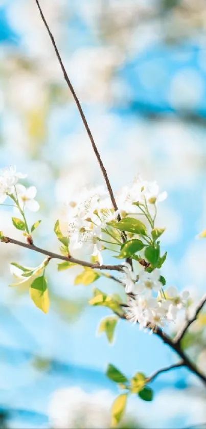 White blossoms against a vibrant blue sky, capturing spring's beauty and serenity.