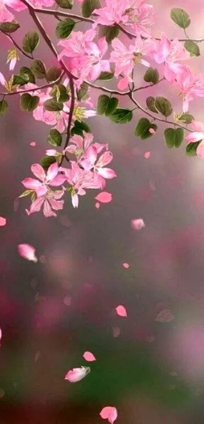 Delicate pink blossoms hanging gracefully with petals falling gently.