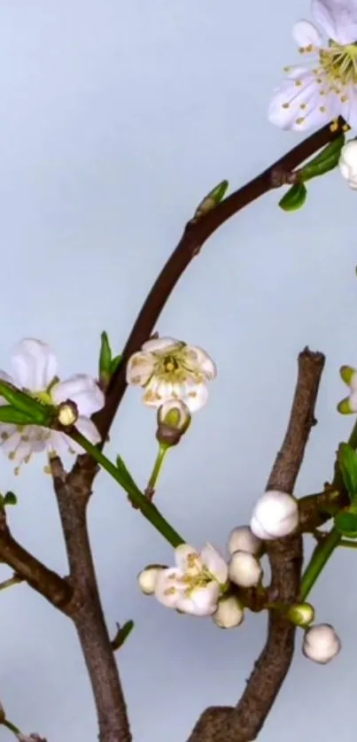 Elegant branch with white blossoms against a light blue background.