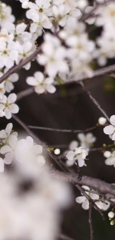 Delicate white blossoms on tree branches, perfect for a nature-themed mobile wallpaper.