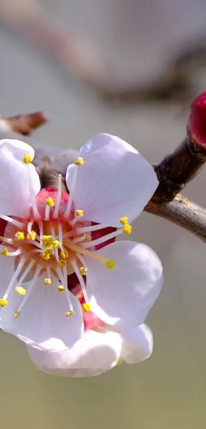 Close-up of a cherry blossom on a branch, ideal for mobile wallpaper.