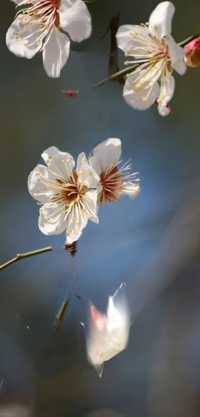 Elegant white blossoms on a blurred branch background.