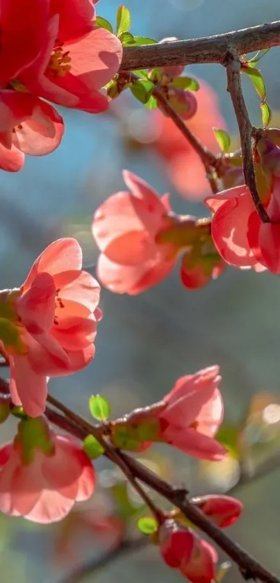 Pink blossom branches against blue sky.