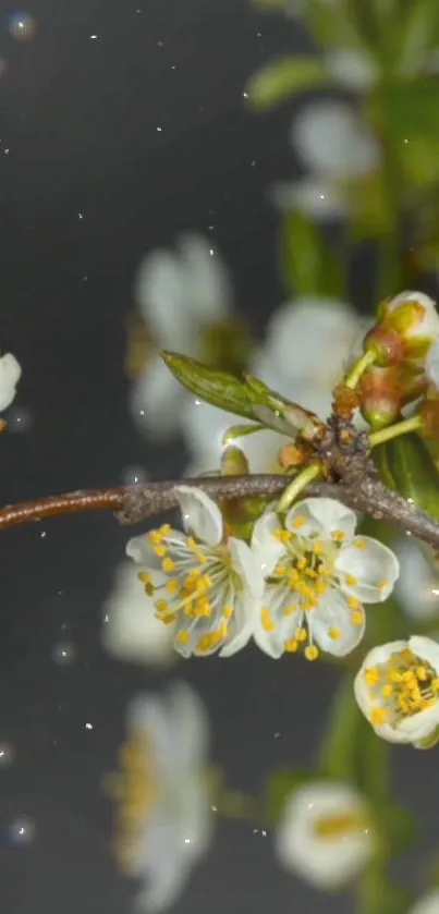 White blossoms on branch, dark background, mobile wallpaper.