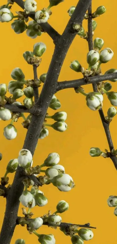 White blossoms on a branch with mustard yellow background.