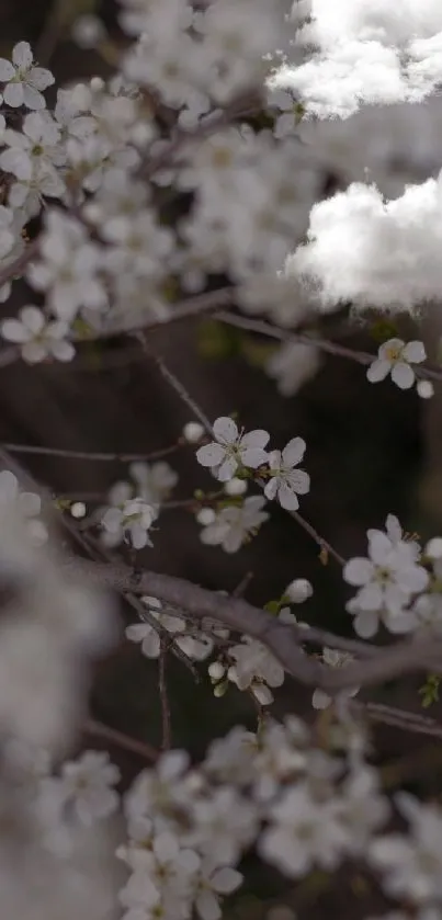 White blossoms on branches wallpaper with elegant floral design.