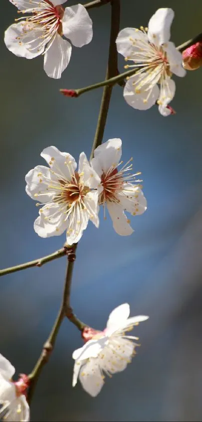 White blossoms on a branch with a soft blue background.