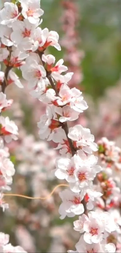 Blossom branches with soft pink flowers on a mobile wallpaper.