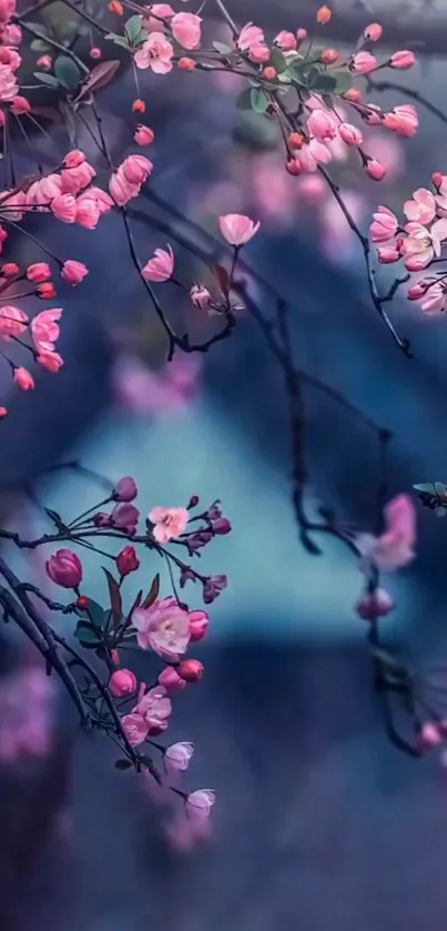 Delicate pink blossoms on branches against a blue backdrop.