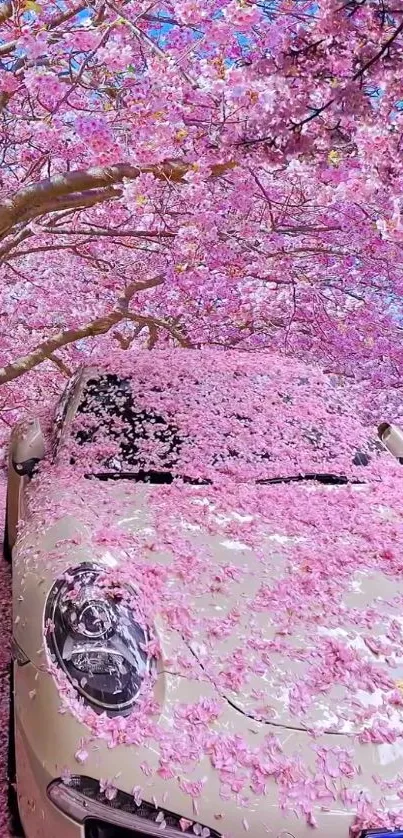 Car covered in pink cherry blossoms under vibrant cherry trees.