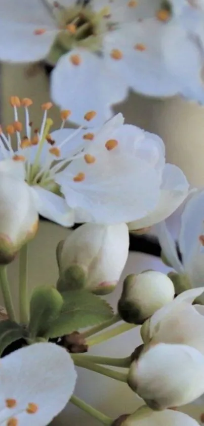 Close-up of delicate white blossoms in full bloom, ideal for spring-themed wallpaper.