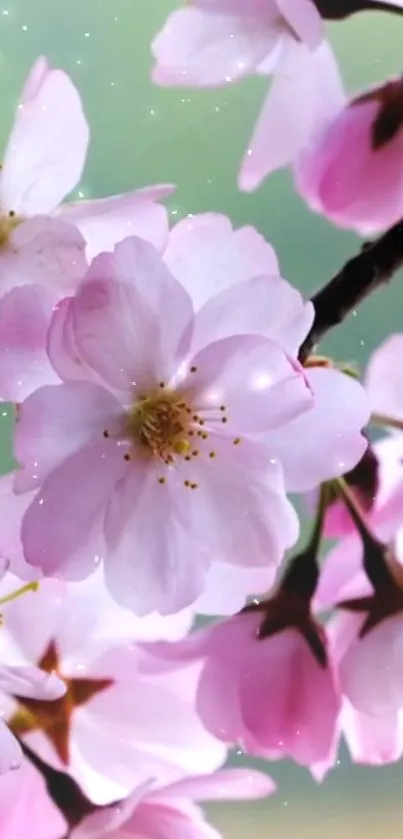 Delicate pink cherry blossoms with a green background for mobile wallpaper.