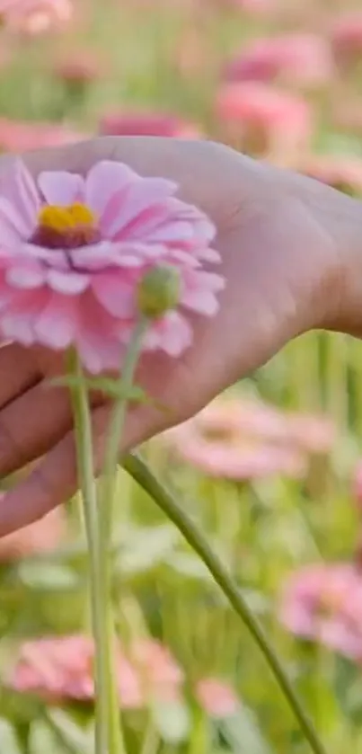 A hand gently holds a pink flower in a blurred floral field.