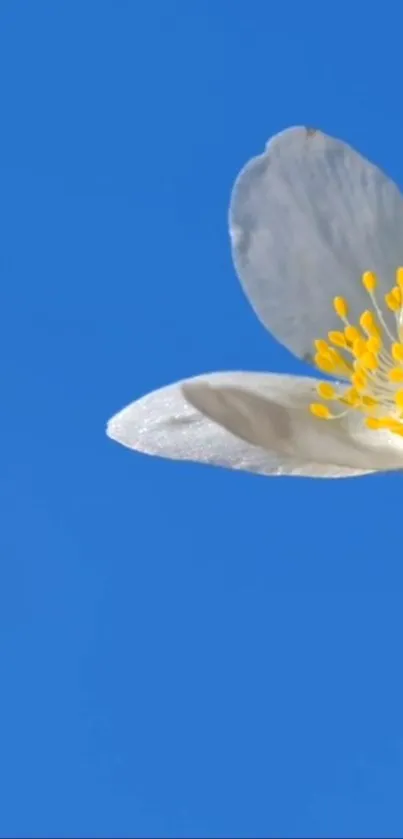 White blossom on a clear blue sky background, perfect for a minimal mobile wallpaper.