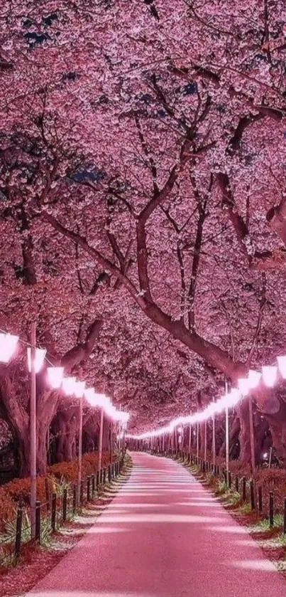 Cherry blossom path with pink flowers lining a tranquil walkway, ideal for mobile screens.