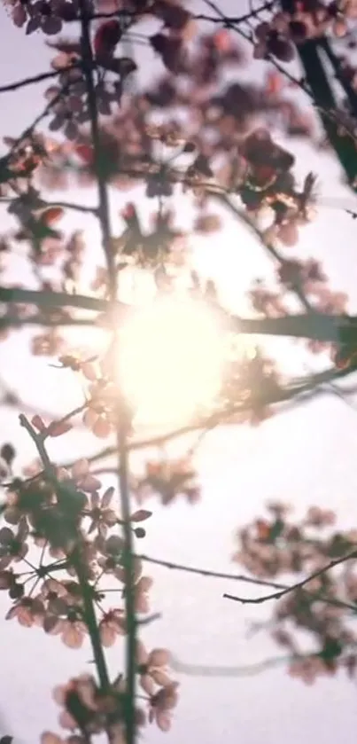 Sun filtering through pink cherry blossoms creating a serene mobile wallpaper.