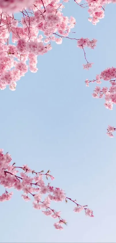 Cherry blossom branches against a clear blue sky.