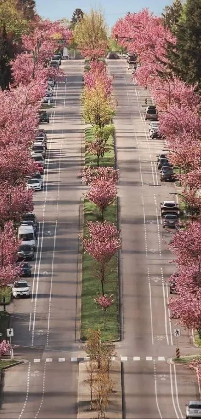 Street lined with pink cherry blossoms under a clear sky.