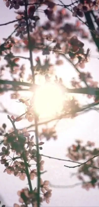 Delicate pink blossoms with sunlight in background, creating a serene and peaceful scene.