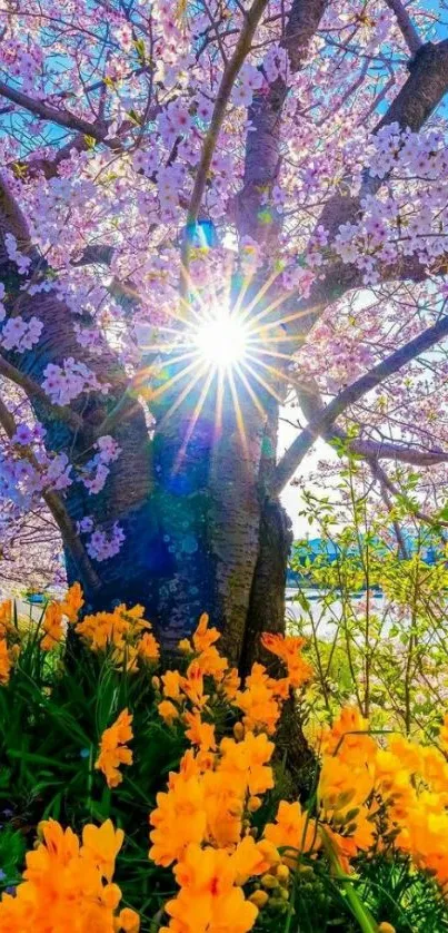 Cherry blossom tree with sunshine and yellow flowers in vibrant spring scene.