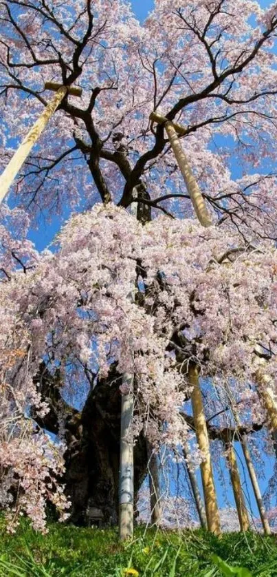 Cherry blossom tree under clear blue sky.