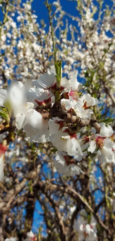 Blossoming almond branches against a vivid blue sky.