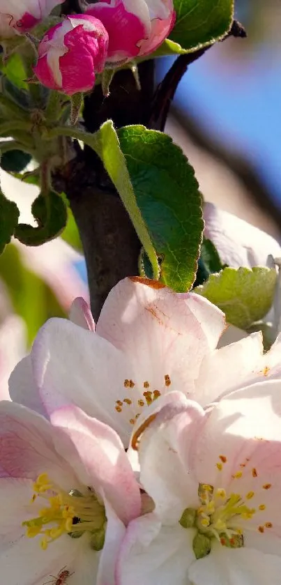 Vibrant apple blossoms with pink and white petals against a clear blue sky.