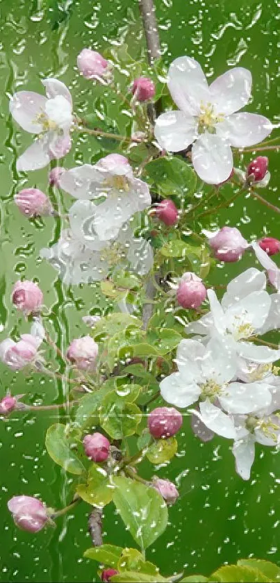 Delicate apple blossoms with pink buds on a branch with green background.