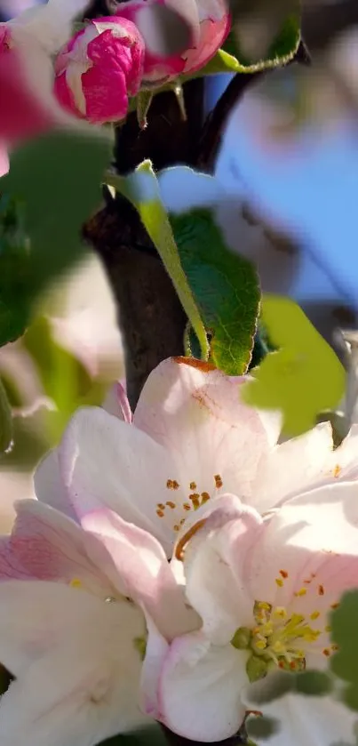 Close-up of delicate apple blossoms with pink and white hues on a mobile wallpaper.