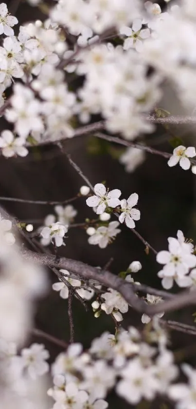 Close-up of white blossoms on a branch for mobile wallpaper.