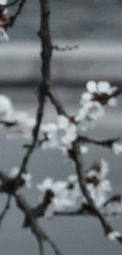 Blurred blossoming branch with grey background wallpaper.