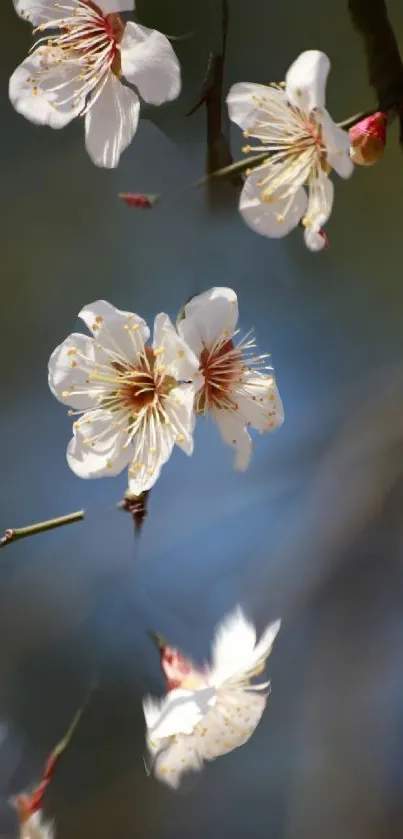 Mobile wallpaper of delicate white blossoms on a tranquil blue background.