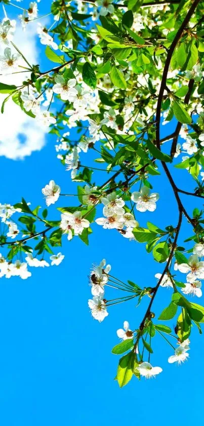 Blossoming tree branches against bright blue sky.