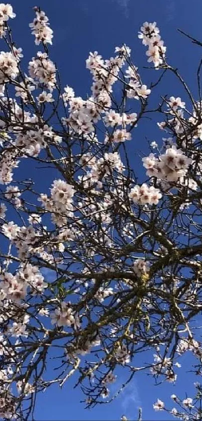 Blossoming tree branches against a vivid blue sky, capturing the essence of spring.