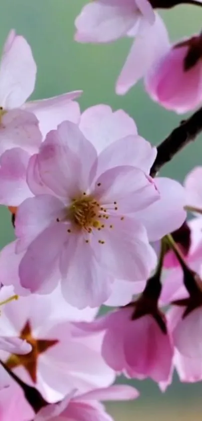 Cherry blossom flowers with pink petals on a gentle green background.